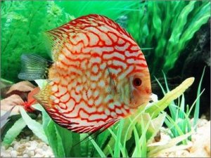 寶貝七彩神仙魚 養(yǎng)水