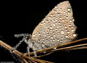 波蘭業余攝影師拍到帶露水的美麗昆蟲(組圖)