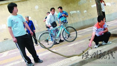 近2米長花蛇盤踞在人行道樹杈上捕鳥(組圖)