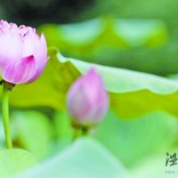 郭莊荷花展 去杭州郭莊看不結籽郭莊荷花