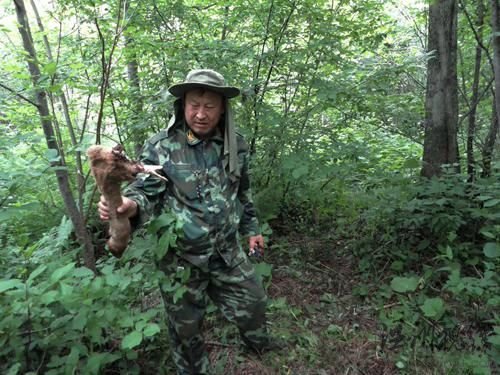 黑龍江迎春林業局發現野生東北虎蹤跡(組圖)