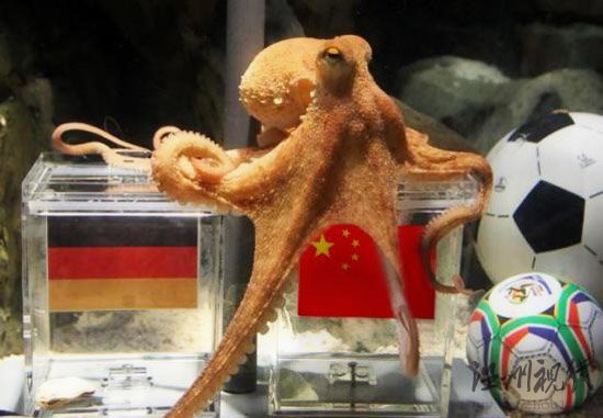 神準章魚哥被網友PS惡搞半決賽中國贏德國？(圖)