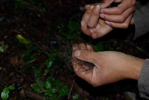 神農(nóng)架采藥山民拾獲不明動(dòng)物毛發(fā)(組圖)