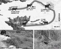 水牛發飆跑出牛棚 特警連開10多槍擊斃“驚牛”