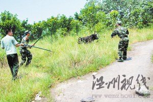 公牛進(jìn)居民區(qū)連傷7人被狙擊手擊斃(組圖)