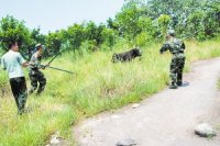 公牛進居民區連傷7人被狙擊手擊斃(組圖)