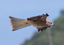鳶鷹捕獵的精彩瞬間－飛翔大師的完美表演