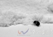 惠氏奶粉里面有小蟲:永嘉縣橋下鎮市民買了一罐惠氏