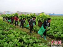 蔬菜滯銷“菜貴傷民、菜賤傷農(nóng)”菜農(nóng)為少賠錢鏟掉