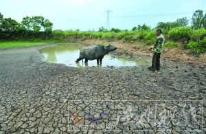 25日，武漢市黃陂區(qū)姜店村一個(gè)池塘干涸開(kāi)裂。