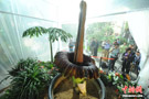 北京植物園“食人花”巨魔芋 稱為食人花的巨魔芋是