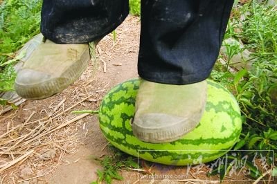 “石頭瓜”上能站160斤重壯漢。新華社