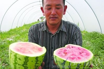 “石頭瓜”瓜皮足足有1.5厘米厚。