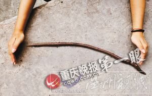 長約50厘米的巨型蚯蚓