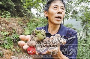 當(dāng)?shù)厝苏f最長的蚯蚓超一米,粗細(xì)超成人拇指