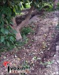 新疆阿拉爾冰雹來襲　果園損失慘重