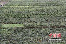 湖北興山特大暴風雨 莊稼農(nóng)房損毀嚴重