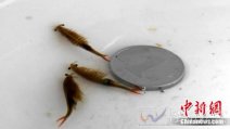 史前物種枝額蟲俗稱仙女蝦被發(fā)現(xiàn) 像魚像蝦與恐龍同