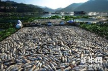 福建閩江流域古田段出現大規模死魚受災 當地政府展