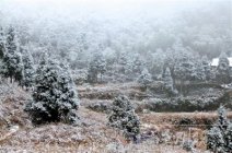 文成泰順山區(qū)第一場雪 溫州2011年的第一場雪?