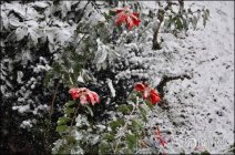 2012年溫州下雪了 溫州氣象臺(tái)發(fā)布暴雪預(yù)警