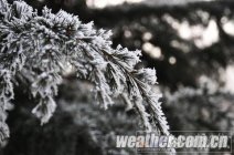 河北保定天氣寒冷出現(xiàn)霧凇美景