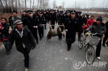 棗莊大灰狼咬死人的野狼被擊斃 目擊者辨認正是咬死