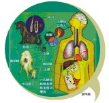 少女遭寵物蟲噬骨 右側(cè)的股骨頭壞死部位切掉換成人