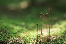今天3月12日又到一年植樹節 樹兒成活看天氣