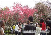 重慶天氣晴朗氣溫回升 好天氣好心情升溫重慶市民扎