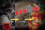 修正藥業良心藥放心藥招牌已砸 浙江新昌明膠空心膠