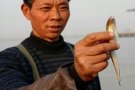 2012長江刀魚8000元一斤 新聞1+1播出《天價刀魚 刀下留