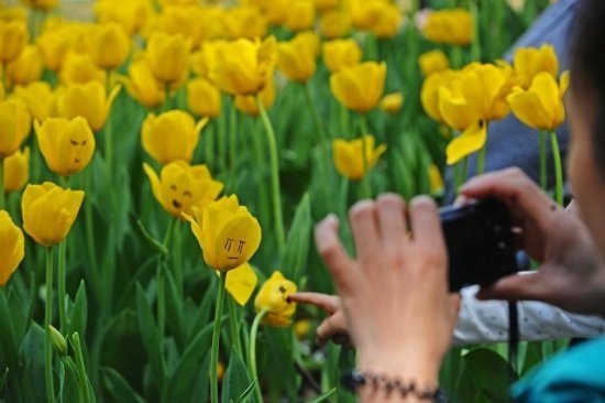 武漢植物園郁金香