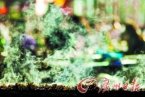 死貓死狗做羊肉串 吃燒烤鼠藥中毒_北京醫生爆燒烤