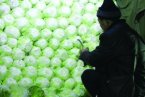 山東白菜噴甲醛 不只山東有甲醛白菜 儲運白菜噴甲