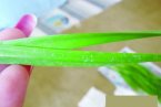 韭菜噴藍礬 白菜噴甲醛 山東還要不要蔬菜市場