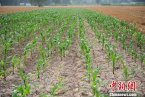 河南持續(xù)高溫少雨天氣 旱情進(jìn)一步蔓延