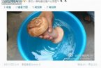 太歲肉靈芝原來是女記者太純情 西安太歲肉靈芝原來