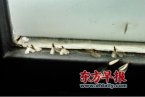 上海天氣最近潮濕悶熱 上海白蟻防治預防未來兩周白