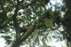 福建野人是“鳥人” 福建南靖縣金山鎮內安村吳會周