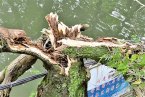 雷電也喜歡城市了 溫州九山河畔一棵構樹被雷擊