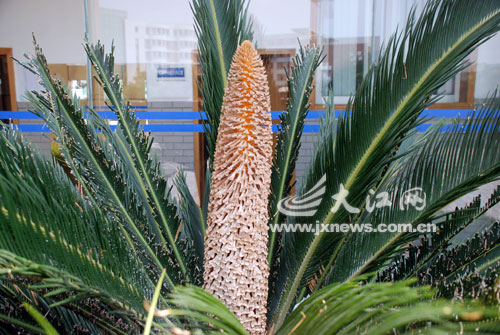 南昌鐵樹(shù)開(kāi)花