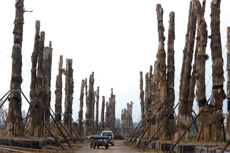 天價紫薇樹死亡