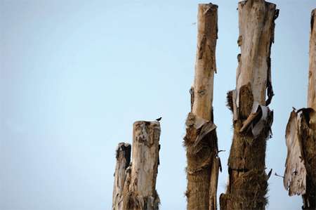 天價紫薇樹死亡