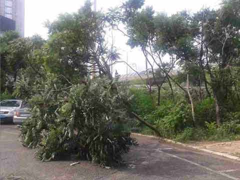 遼寧昨夜出現(xiàn)大風(fēng)暴雨天氣
