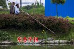 上海河道驚現鱷魚 這是第二次出現上海河道鱷魚這次