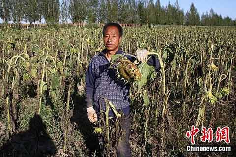河北張家口連遭低溫冷凍災(zāi)害農(nóng)作物大面積絕收