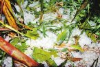 漯河遭遇冰雹災(zāi)害 9月19日漯河冰雹大雨襲擊源匯區(qū)問(wèn)