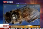 美國僵尸蜜蜂 美國發(fā)現(xiàn)的這種僵尸蜜蜂的危害直接造