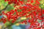 今年中秋節(jié)前一周楠溪江的天氣情況